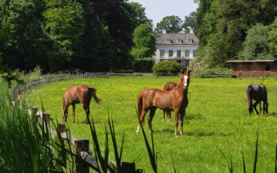 Wohnen mit Pferd – 2 Immobilien im Hunsrück bzw. der Südeifel