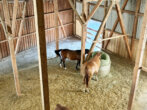 0019 image00019 - Ländliches Paradies für Pferdefreunde – großzügiges Anwesen mit Reitplatz und mehreren Wohneinheiten in Schlitz (Hessen)