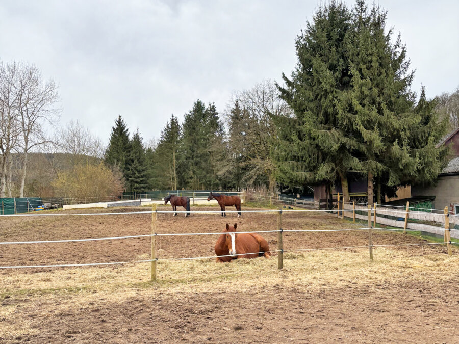 Ländliches Paradies für Pferdefreunde – großzügiges Anwesen mit Reitplatz und mehreren Wohneinheiten in Schlitz (Hessen), 36110 Schlitz