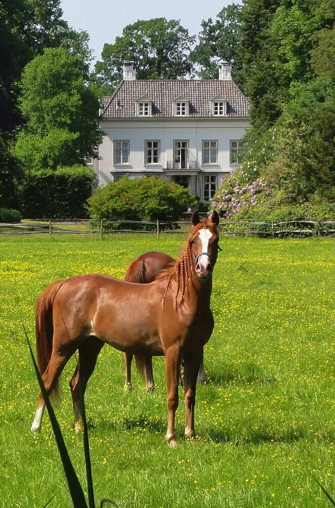 Horse Consult Service Pferdeimmobilien Info Gestüt