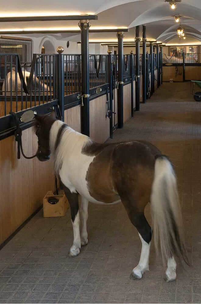 Horse Consult Service Pferdeimmobilien Info Stall