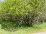 Bild 12 - Alleinlage – Exklusive und hochwertige kleinere Reitanlage mit luxuriösem Wohnhaus