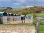 Bild - Hochrentable Reitanlage für artgerechte Pferdehaltung in Alleinlage -zusätzliches Land optional erwerbbar-