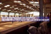 Bild - Stalltrakt und Wohnung auf Reitanlage in Schneverdingen zu verpachten