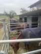 Bild - Reitanlage in der Metropolregion Rhein-Neckar – optional zzgl. Wohnhaus
