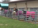 Bild - Reitanlage in der Metropolregion Rhein-Neckar – optional zzgl. Wohnhaus